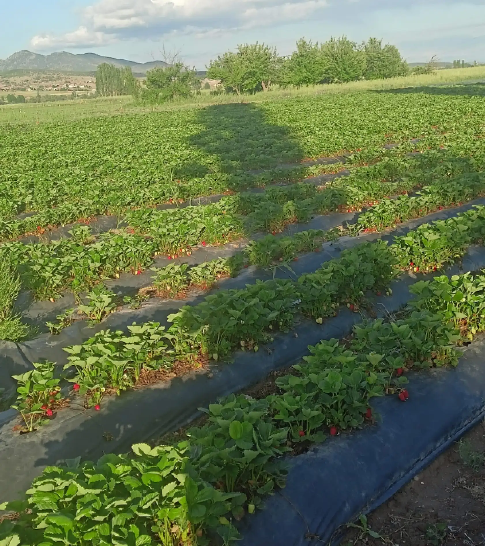 Konya'da bir lezzet daha resmen tescillendi
