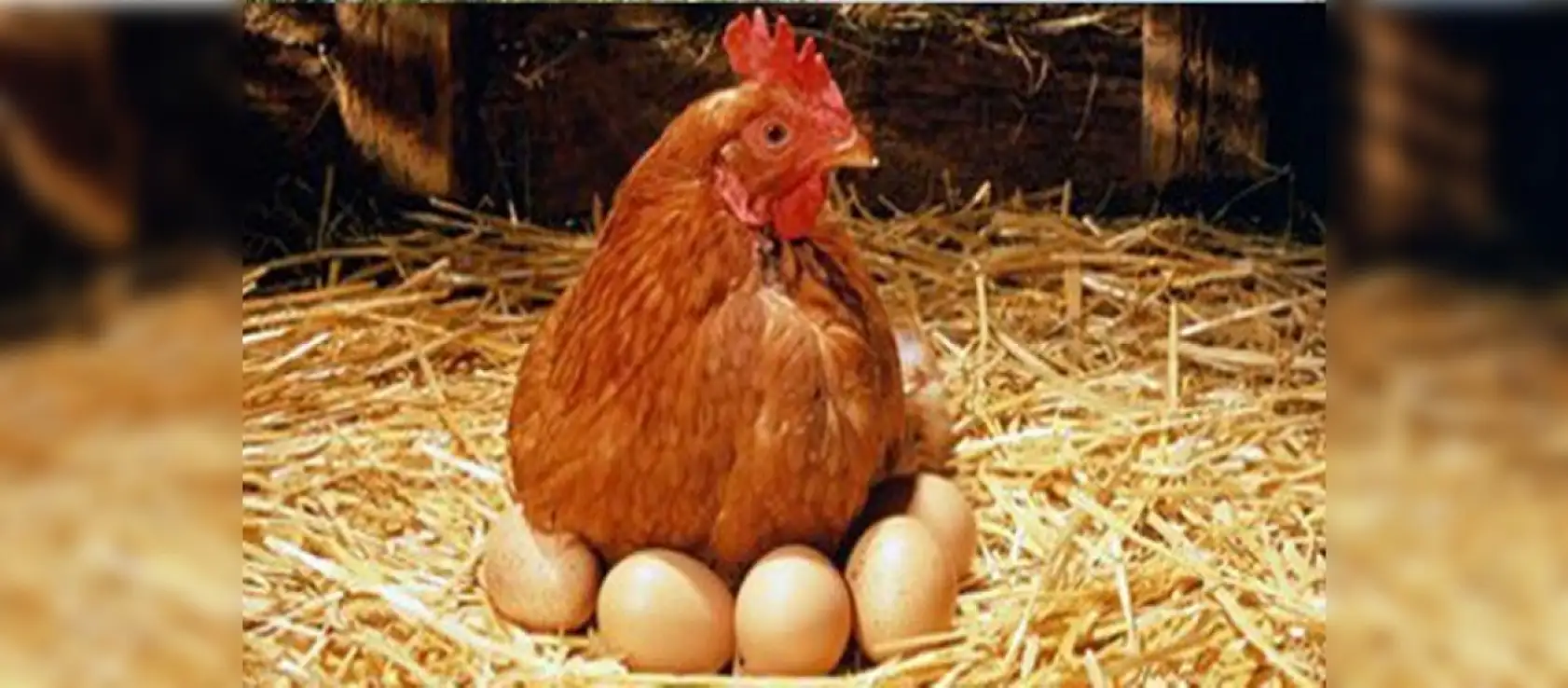 TÜİK açıkladı: Tavuk yumurtası üretimi  azaldı