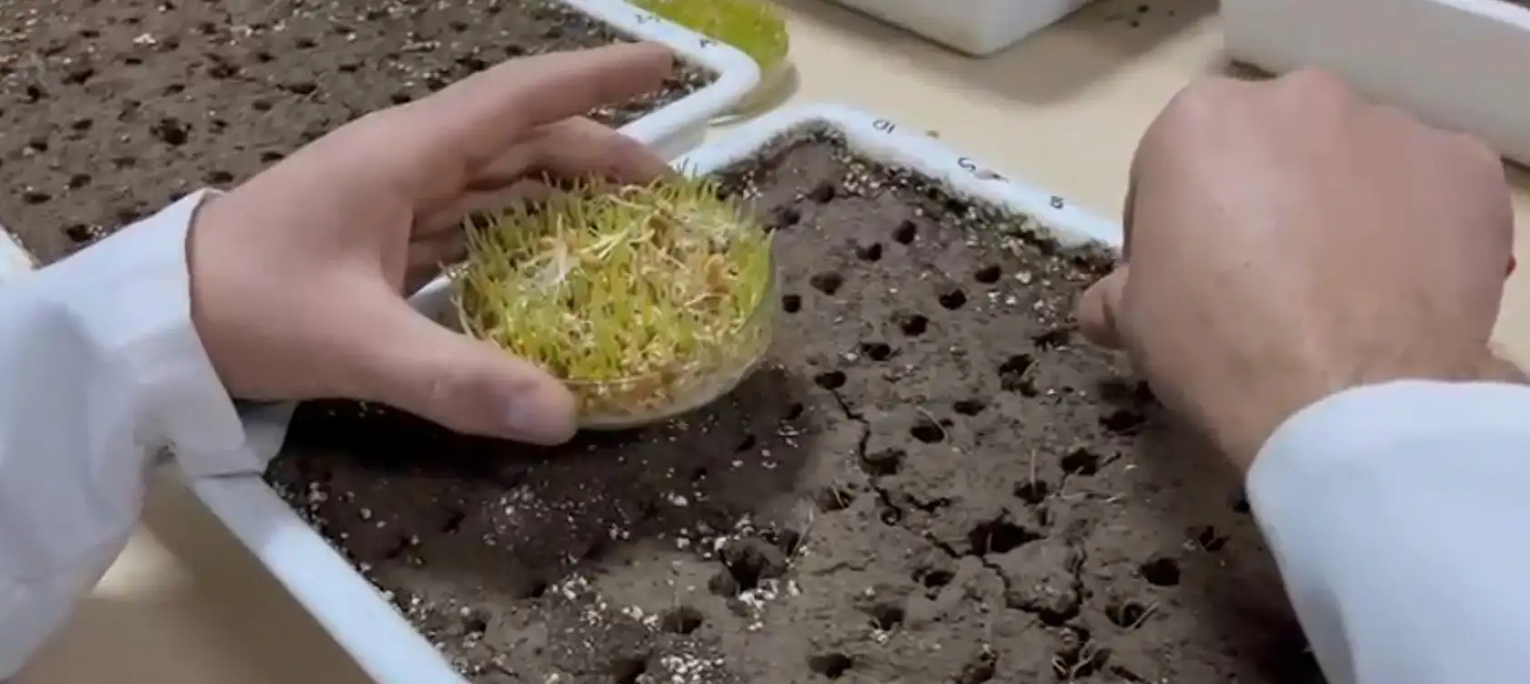 Eksi 21 derecede tarımsal devrim: Soğuğa meydan okuyan tohumlar