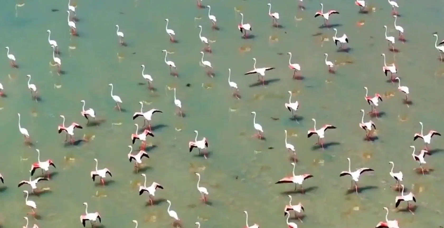Göçmen misafirler konaklama sürelerini uzattı!
