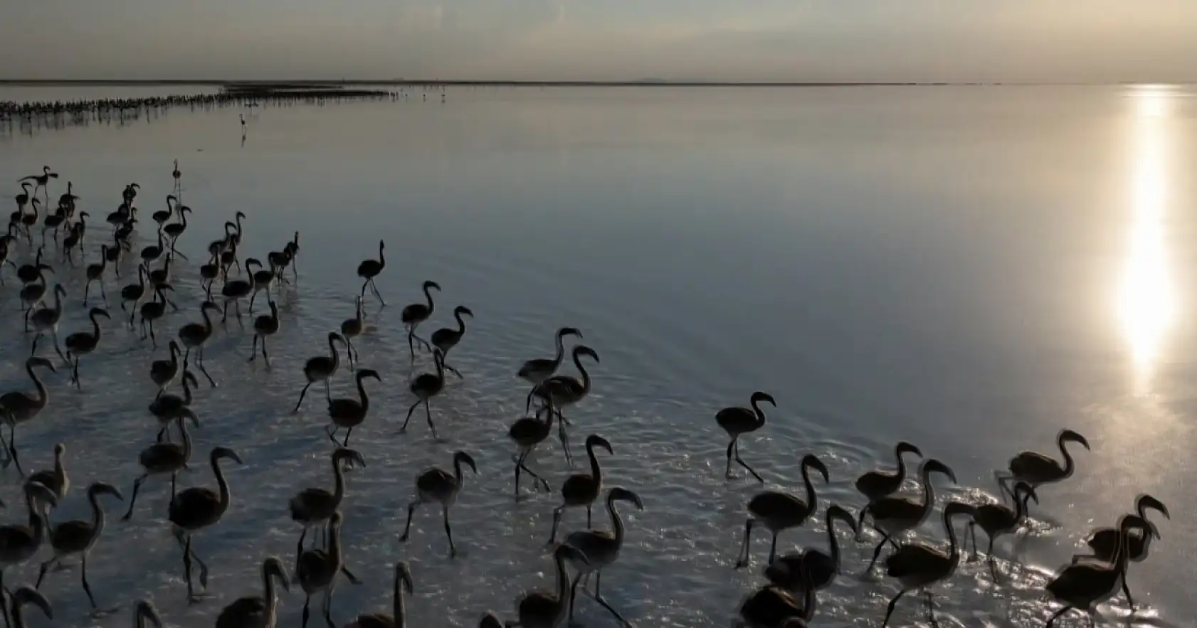 Flamingo cenneti alarm veriyor: Bu sefer pembe misafirleri gelmedi