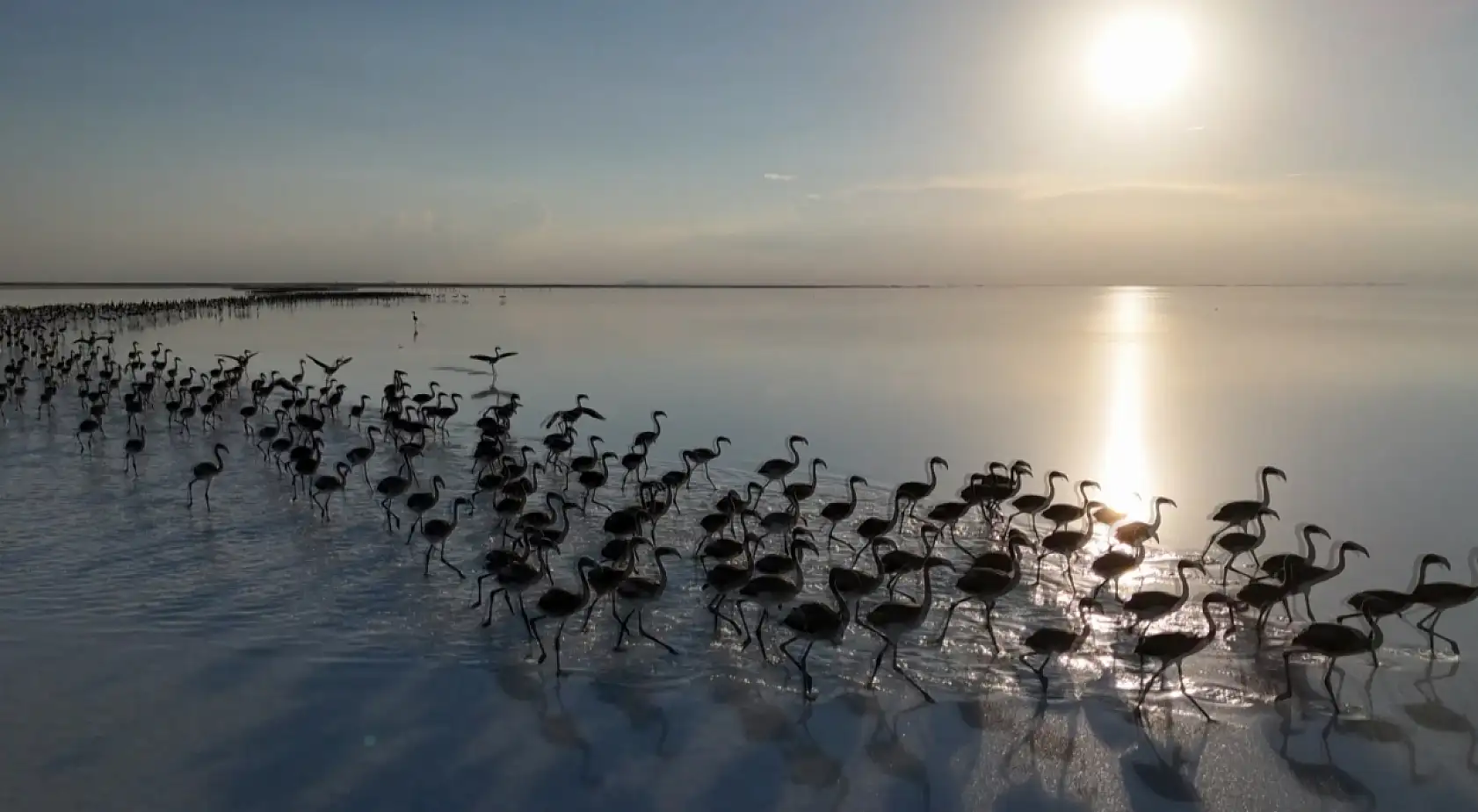 Flamingo cenneti alarm veriyor: Bu sefer pembe misafirleri gelmedi