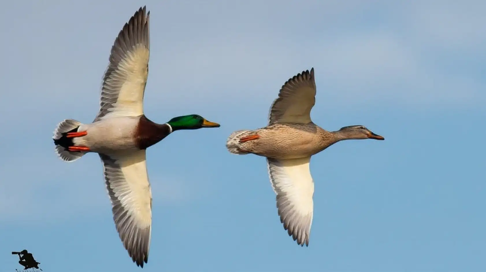 Astsubaylıktan kuş fotoğrafçılığına: Konya'da bir doğa hikayesi