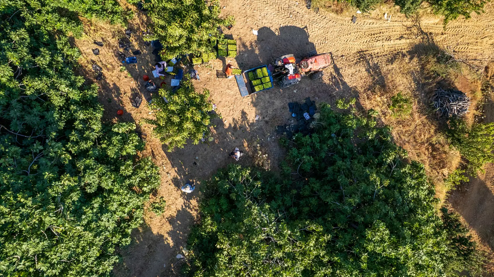 Konya'dan sipariş yağıyor! Dünyanın ilk incirinde fiyatlar dudak uçuklattı