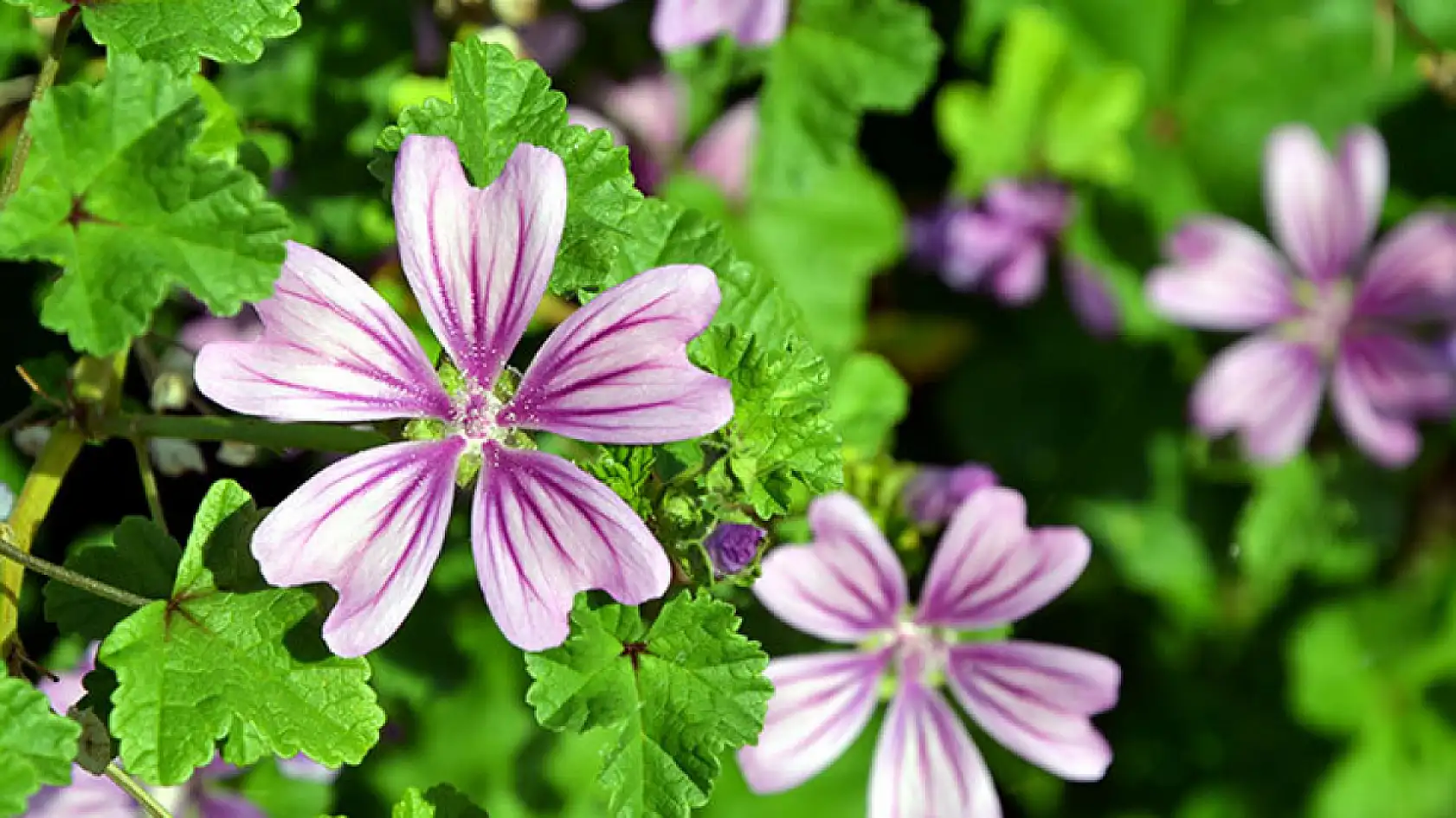 Karın ağrısı ve ishal sorunu yaşayanlar dikkat! Bu kür sayesinde şikayetlerinizden kurtulacaksınız…