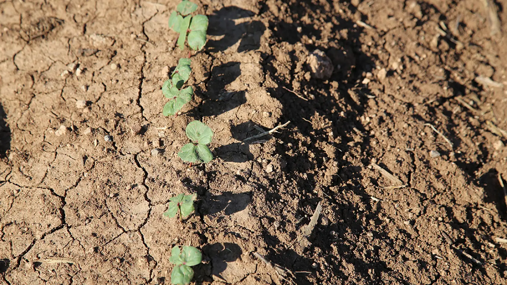 Yaz görünümlü Kış mı? Kar yağışının olmaması ne gibi olumsuzluklara yol açar?