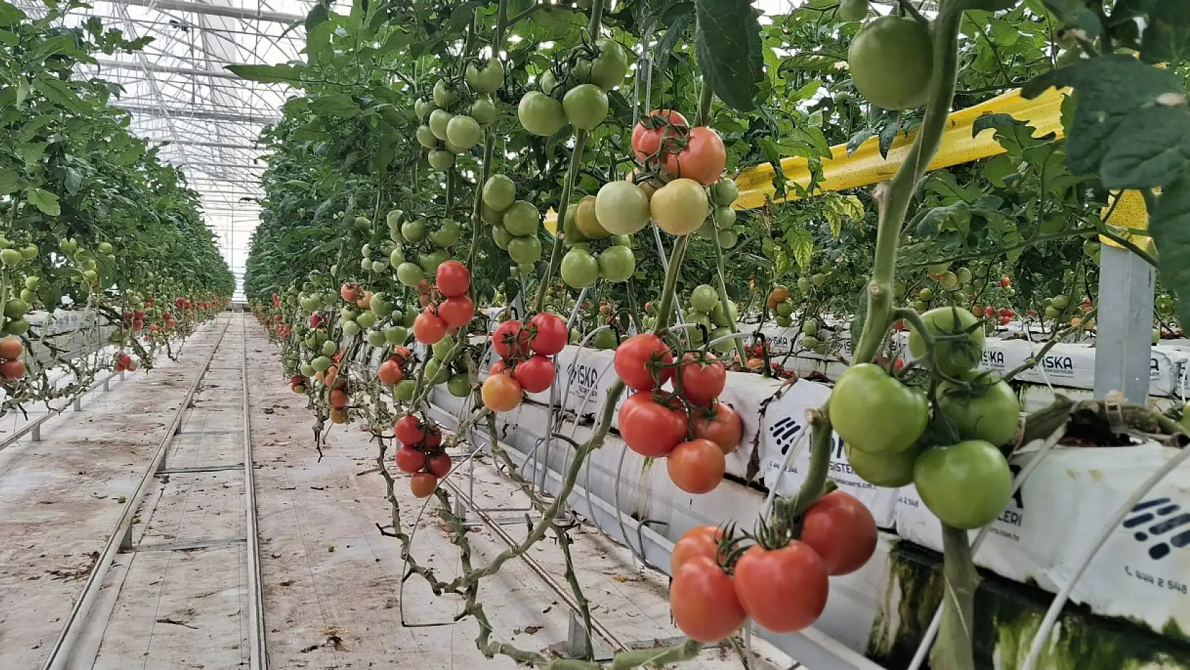Konya'da modern tarım rüzgarı: Meram'da 25 bin metrekarelik dev sera