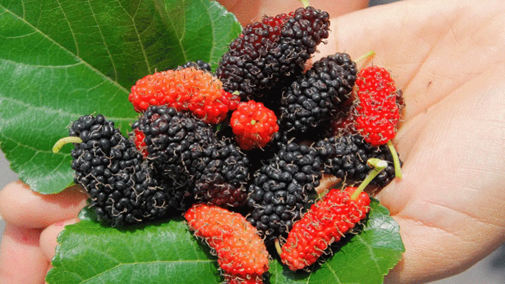 Obeziteye karşı doğal destek: Dut yaprağı