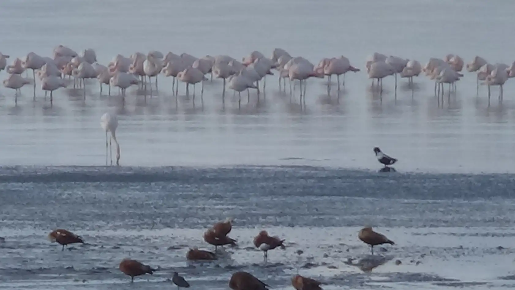 Göçmen misafirler konaklama sürelerini uzattı!