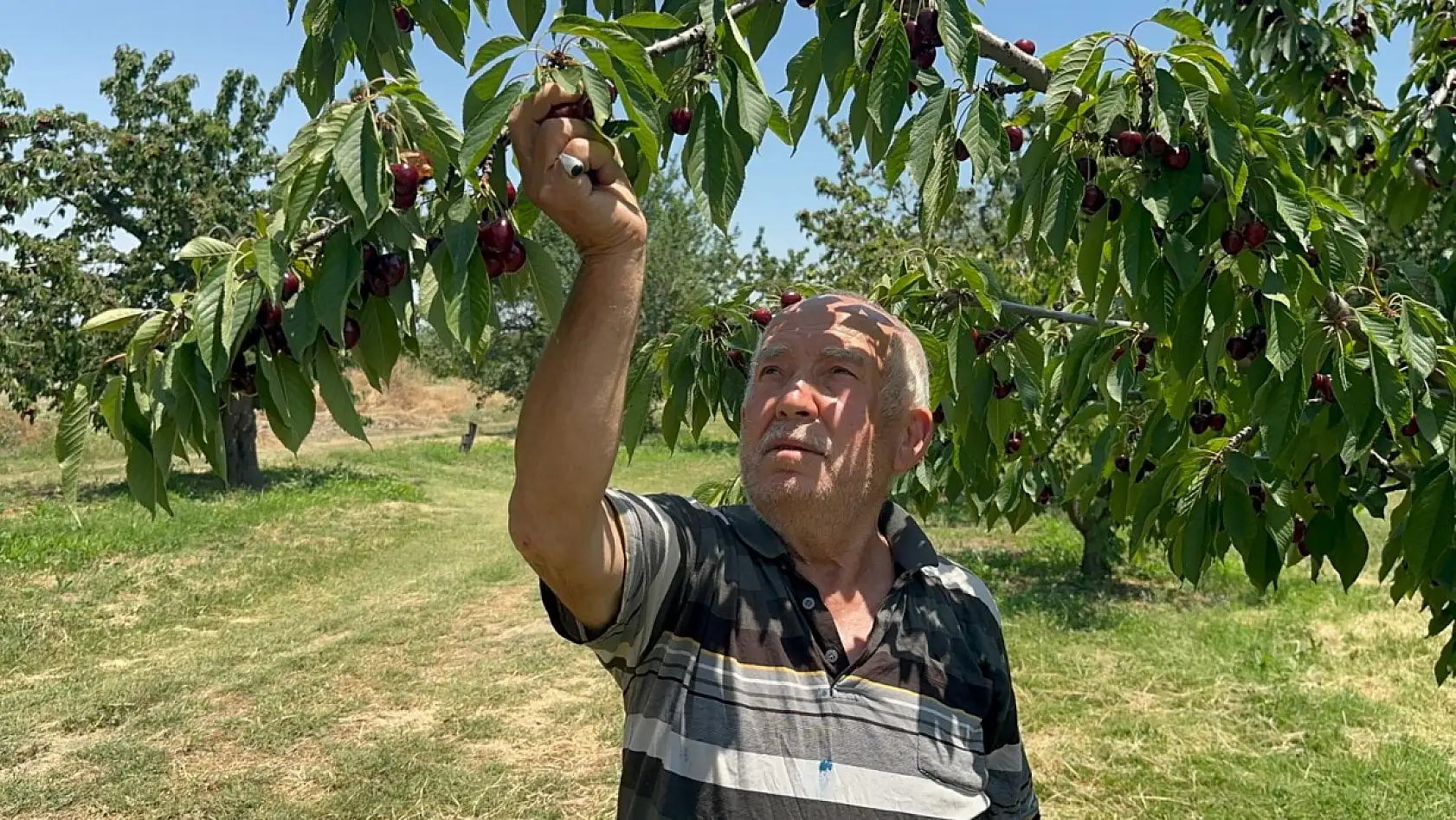 Geçen yıl don vurdu, bu sene dalında yer kalmadı