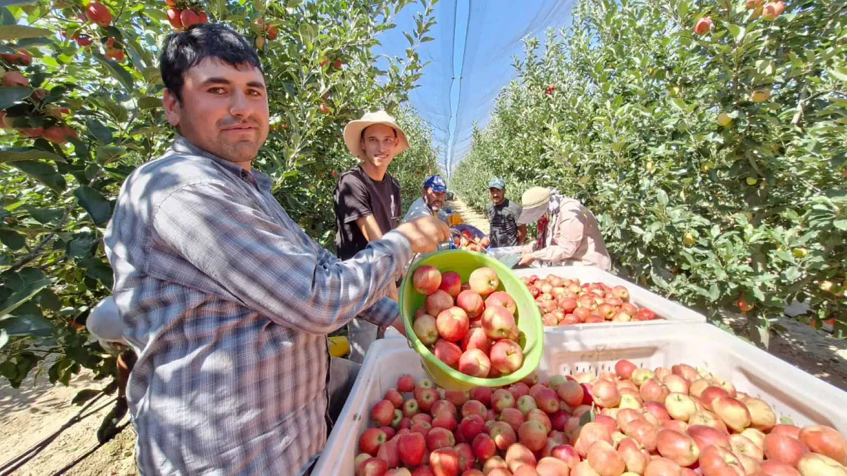 Don vurmuştu, rekorla döndü! Konya'nın yanı başında 15 milyon ağaçta dev hasat