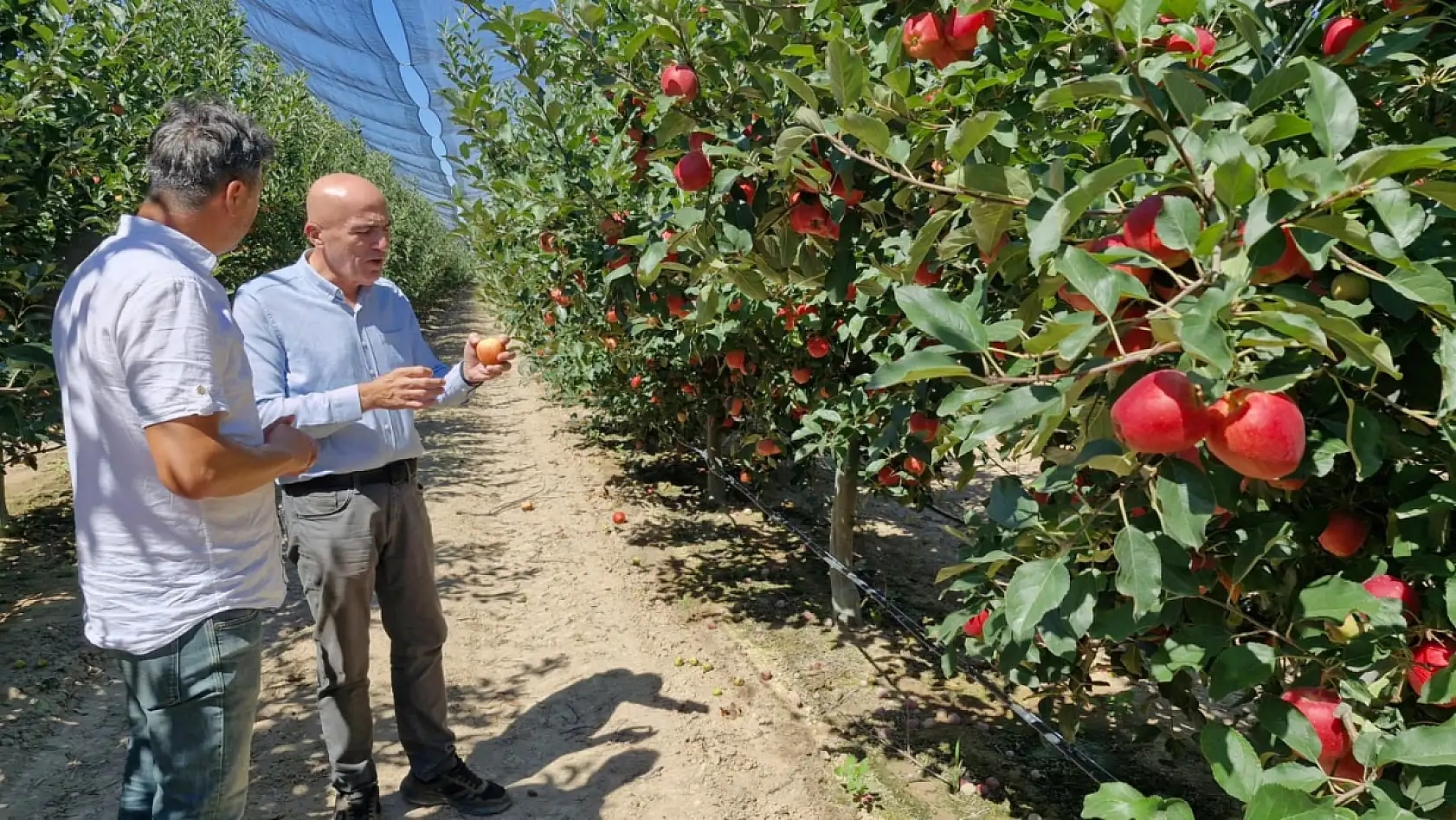 Don vurmuştu, rekorla döndü! Konya'nın yanı başında 15 milyon ağaçta dev hasat