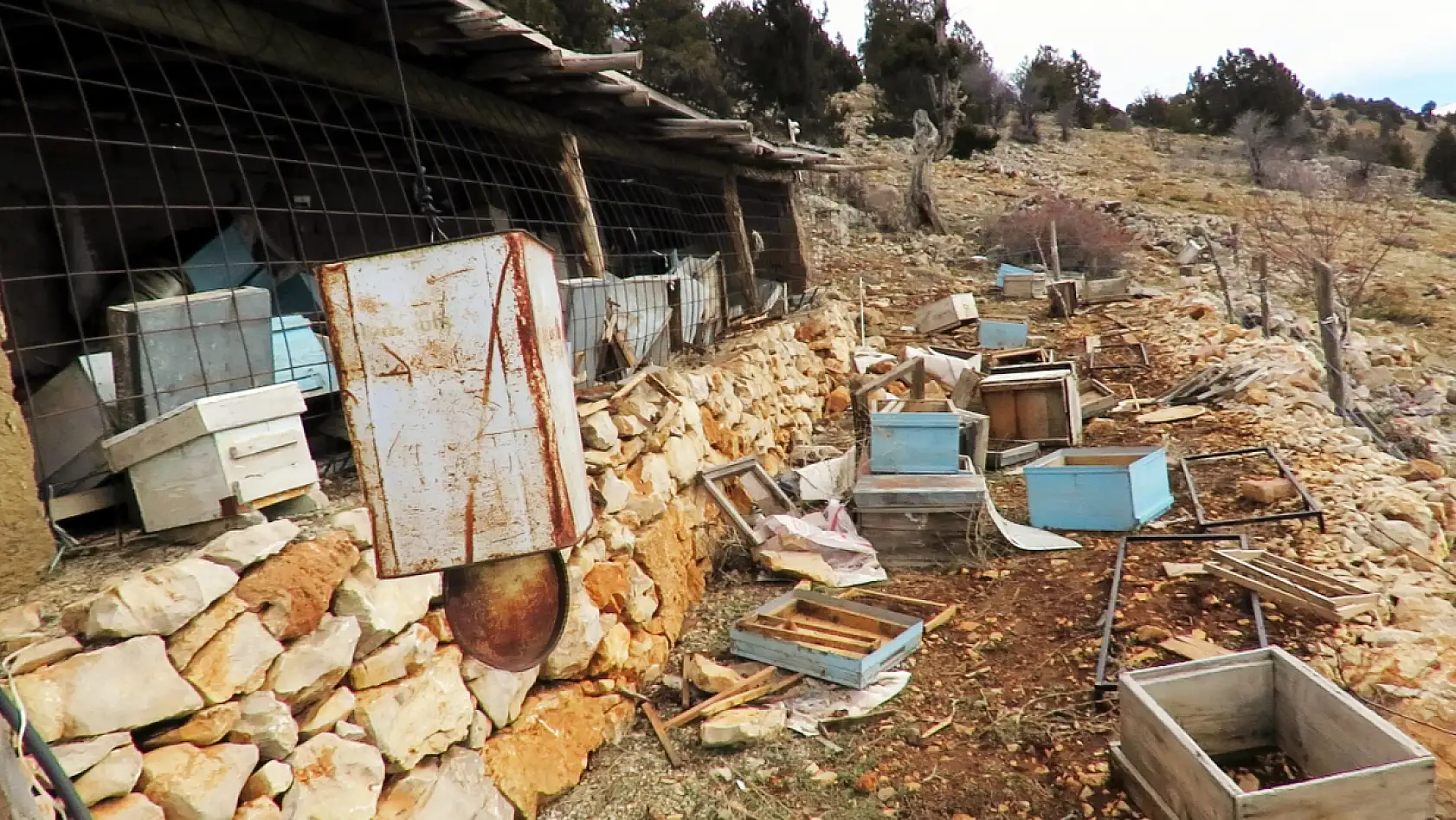 Konya'da ayı istilası! Atalık hanaylara giren ayı, kara kovan balını talan etti