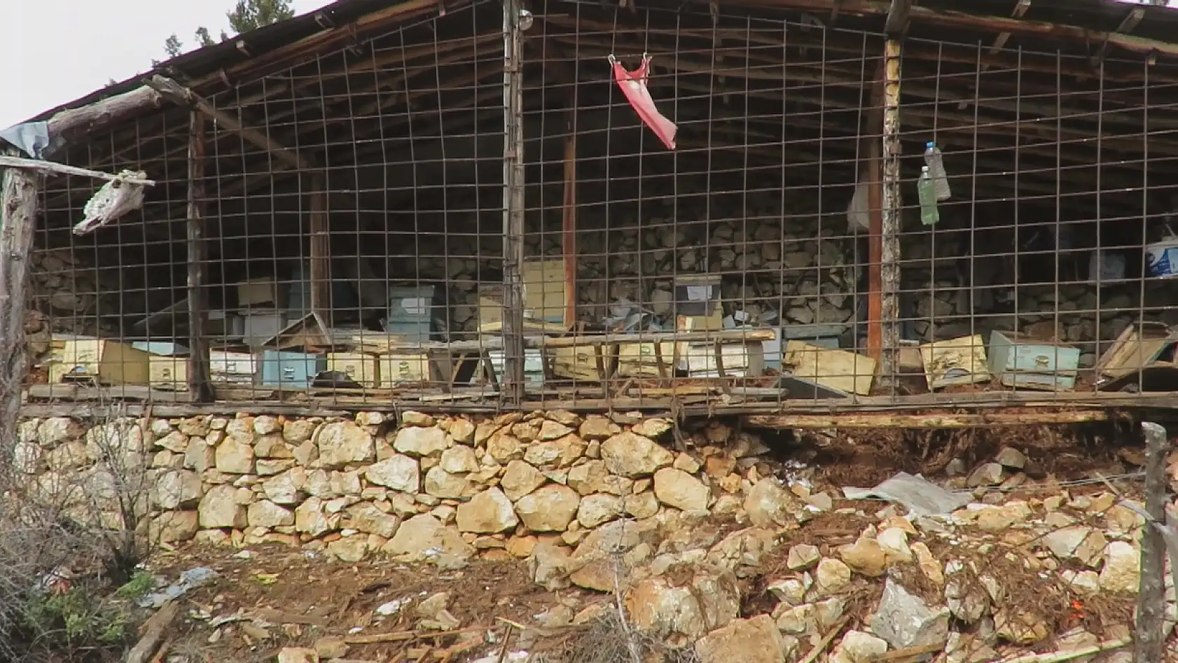 Konya'da ayı istilası! Atalık hanaylara giren ayı, kara kovan balını talan etti