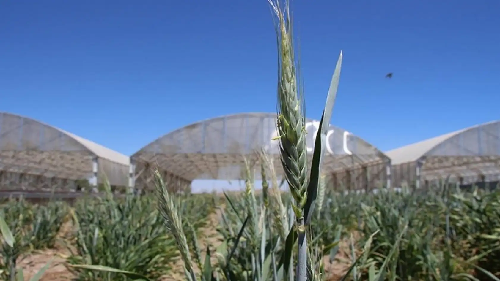 Bu Özel Enstitü Uzaydan Özel Çizim Yapılmış Gibi Görünüyor