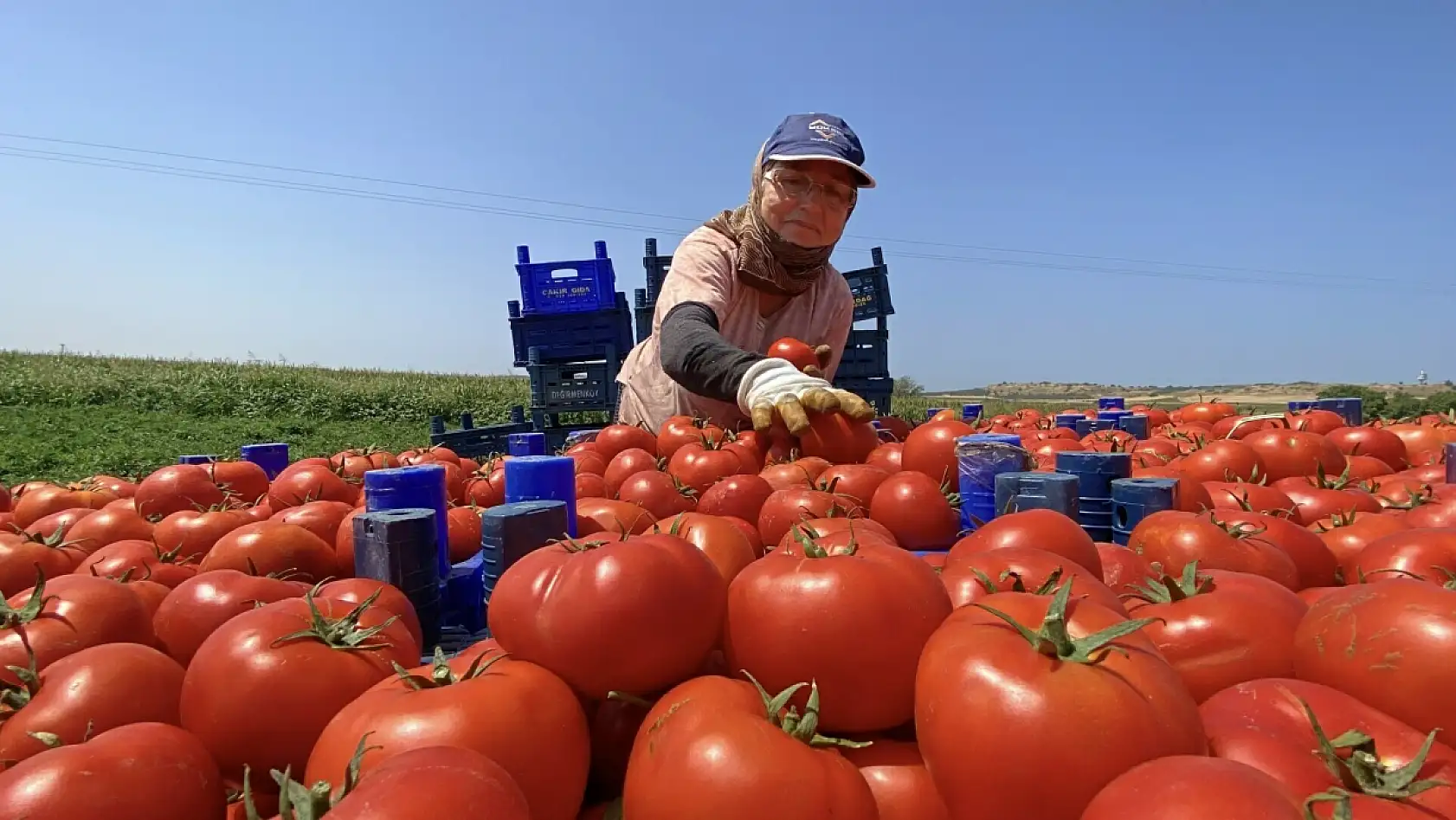 Türkiye'nin tescilli domatesi tezgahlara iniyor