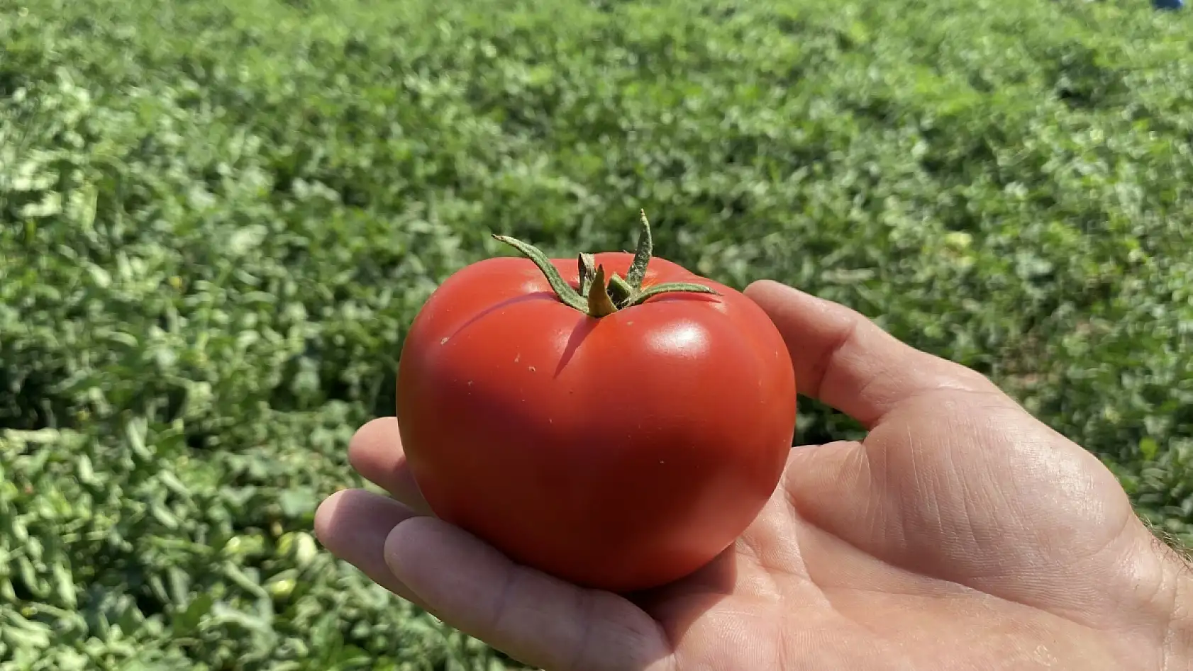 Türkiye'nin tescilli domatesi tezgahlara iniyor