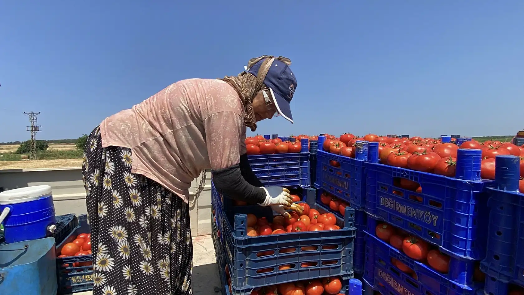 Türkiye'nin tescilli domatesi tezgahlara iniyor