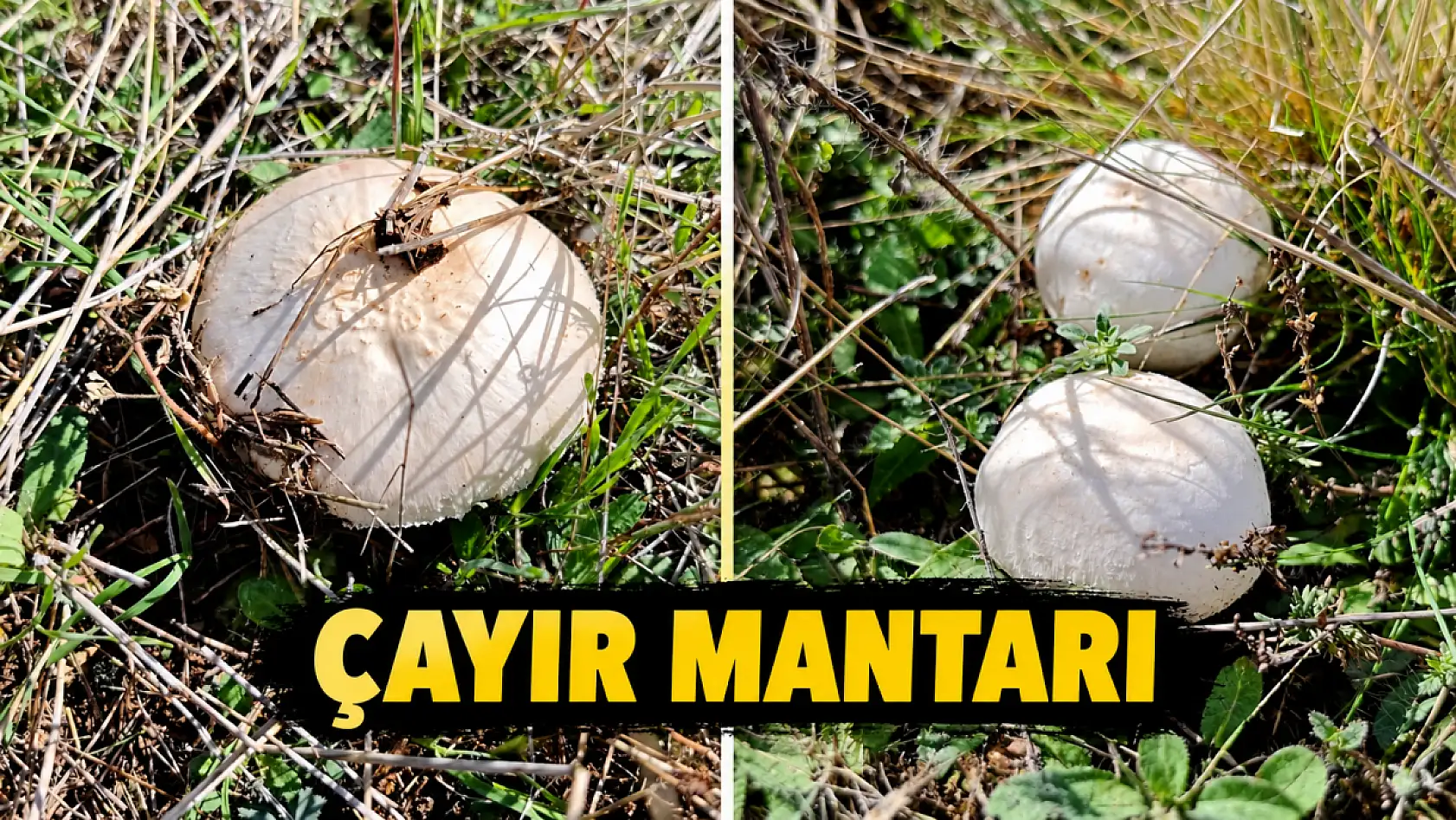 Konya ormanlarında saklı bir dünya! Sonbaharda gün yüzüne çıkıyor