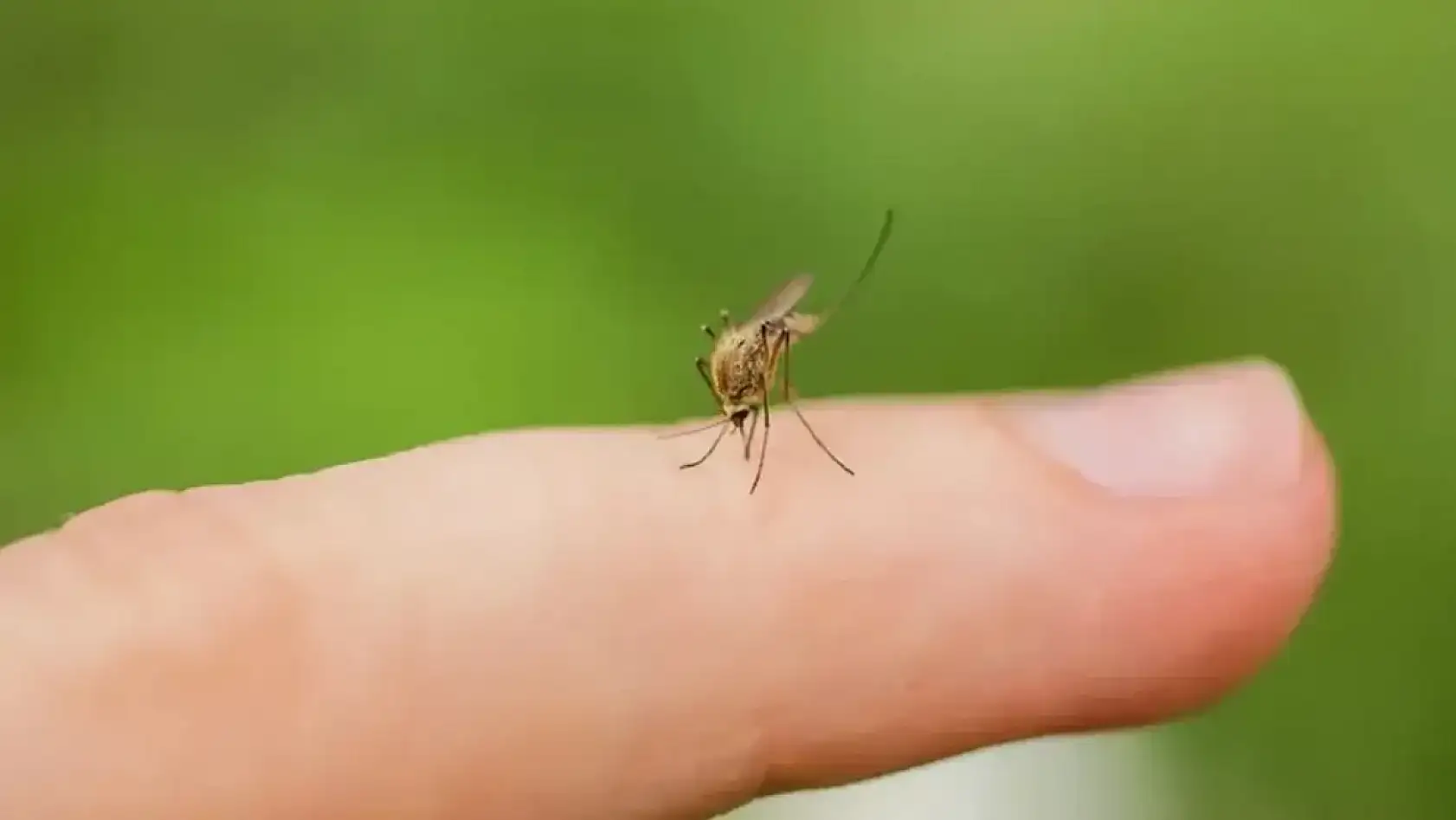 Dang virüsü öldürür mü? Dang virüsü nedir, nasıl bulaşır? Dang virüsü ölümcül mü? Dang virüsü belirtileri