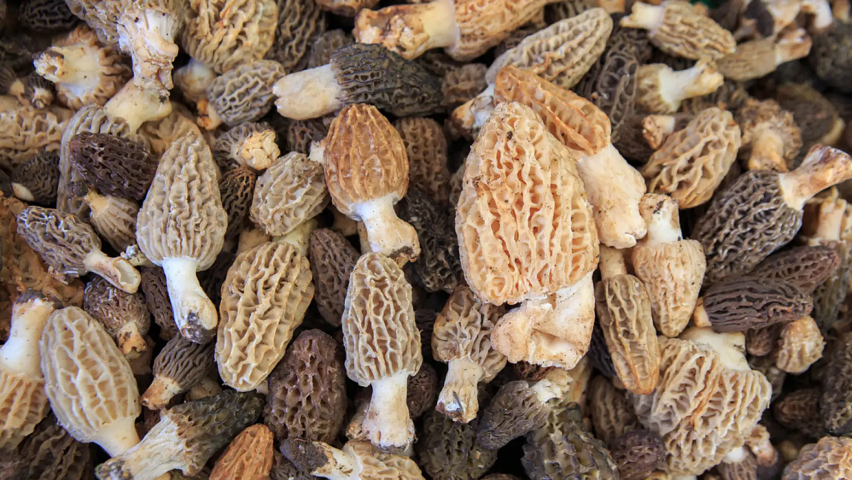 Konya'da köşe bucak aranıyor: Bulanın cebi bayram ediyor