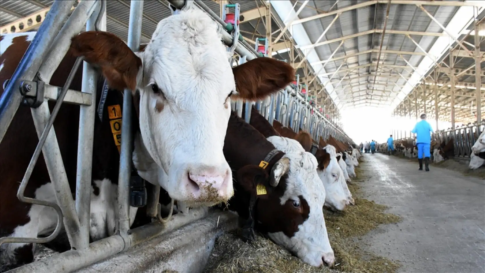 Hayvancılık'ta yeni dönem: Destek miktarlarında artışa gidildi, işte yeni oranlar!