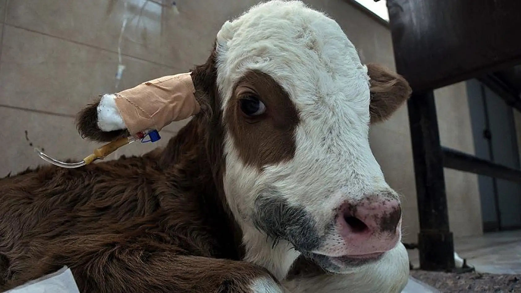 Hayvancılık'ta yeni dönem: Destek miktarlarında artışa gidildi, işte yeni oranlar!