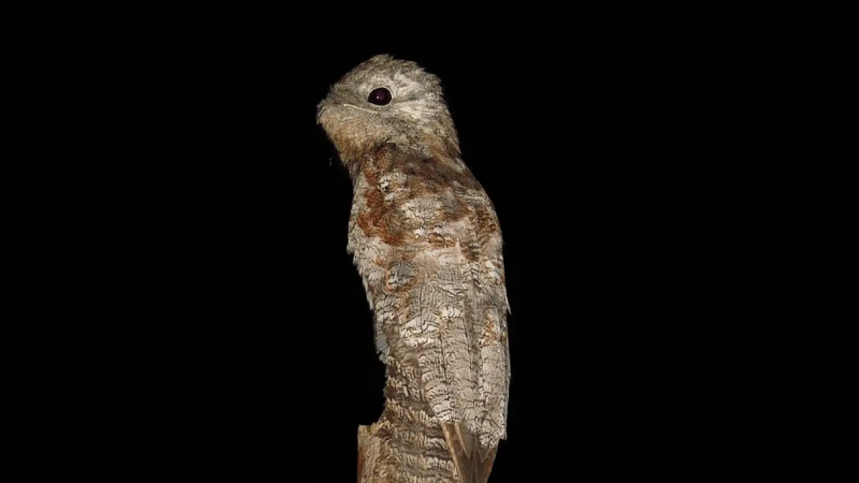 Hermon Dağı'nın laneti mi, Suudi Arabistan'da görülen gizemli kuş ne anlama geliyor?