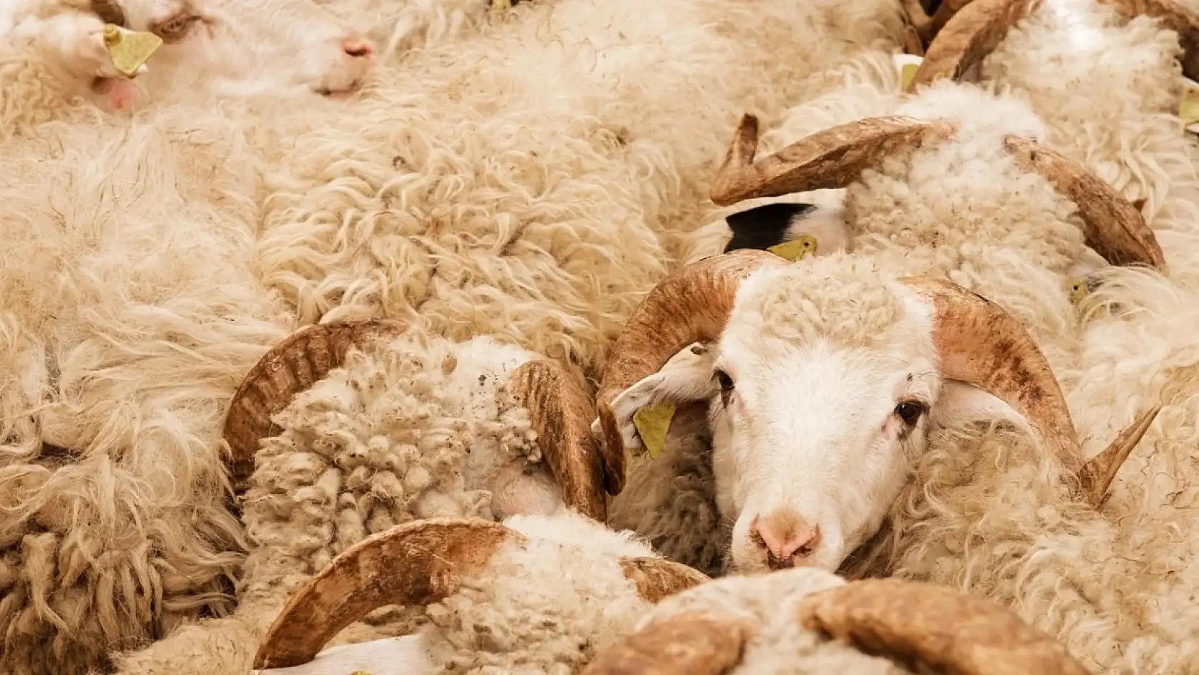 2025 Kurbanlık fiyatları: 2025 yılı vekalet yoluyla kurban kesim bedeli açıklandı!