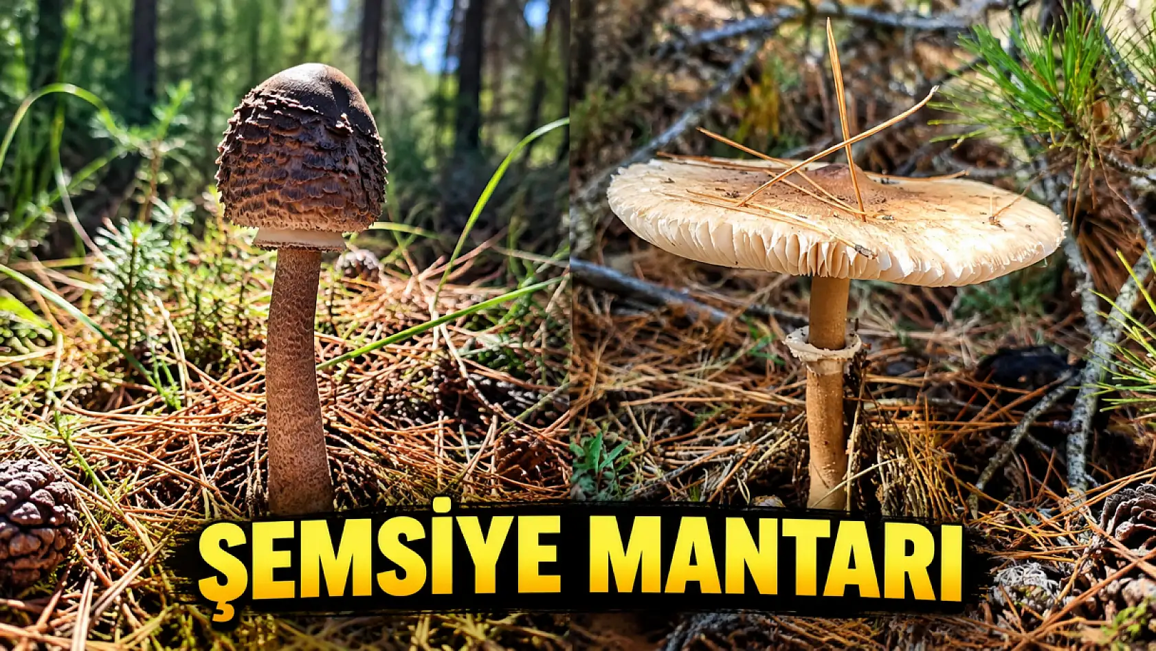 Konya ormanlarında saklı bir dünya! Sonbaharda gün yüzüne çıkıyor