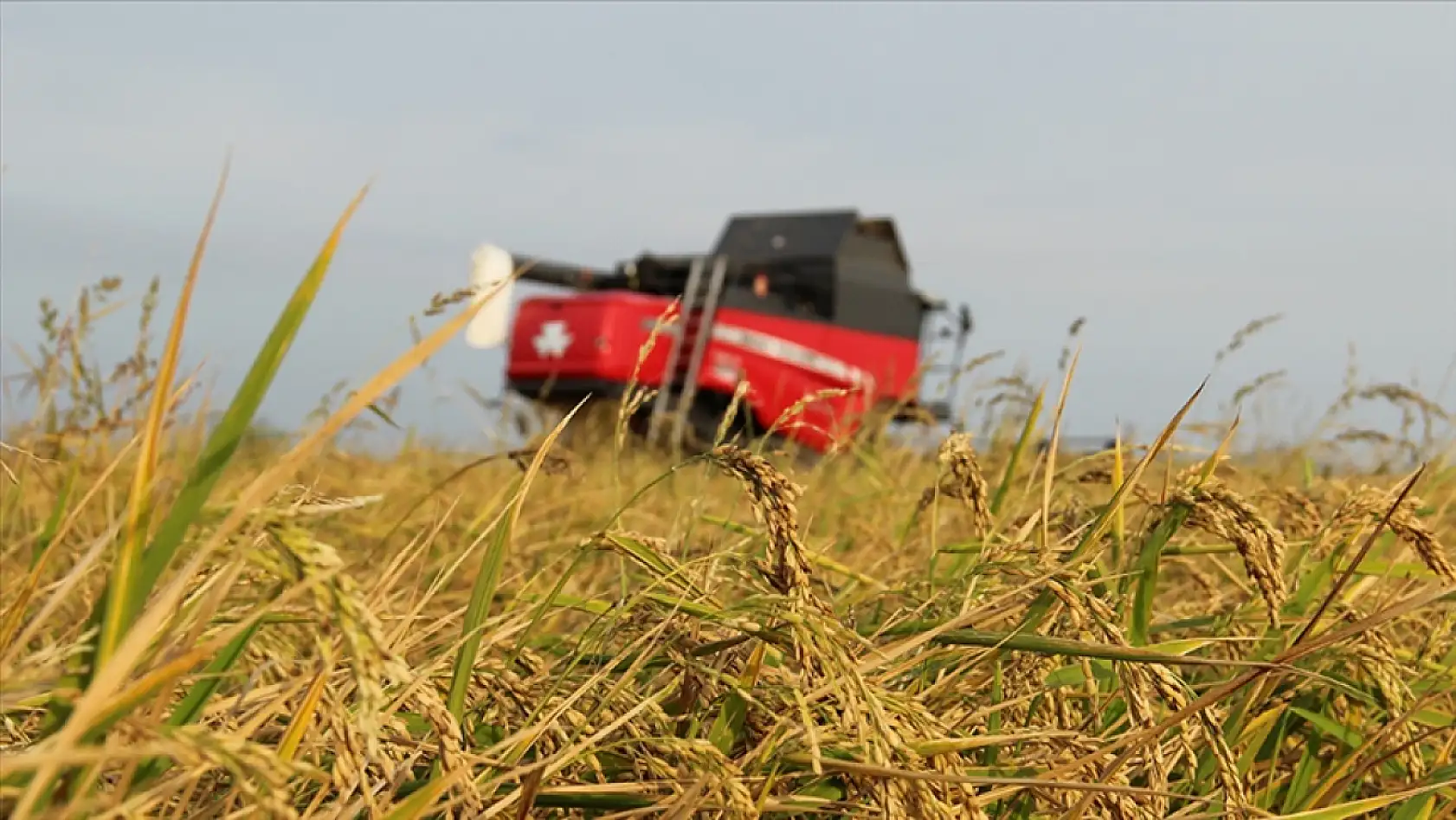 Üreticiye dev destek: Şartlar belli oldu!