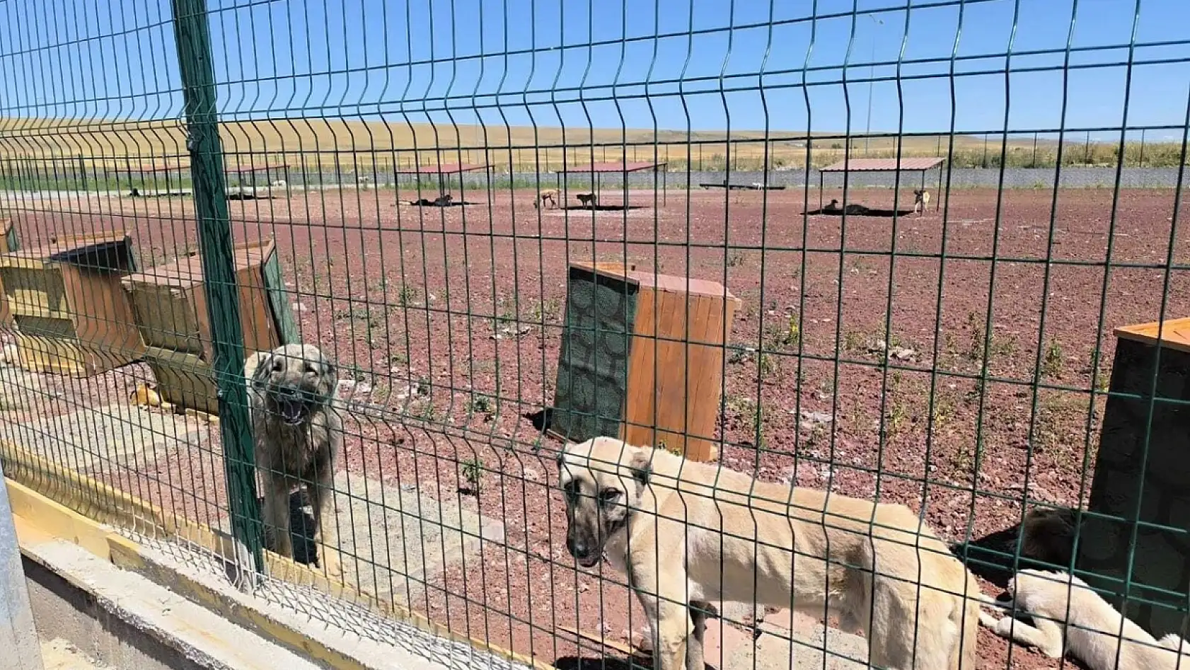 Konya'nın Bu İlçesine Hayvan Barınağı Yapılıyor
