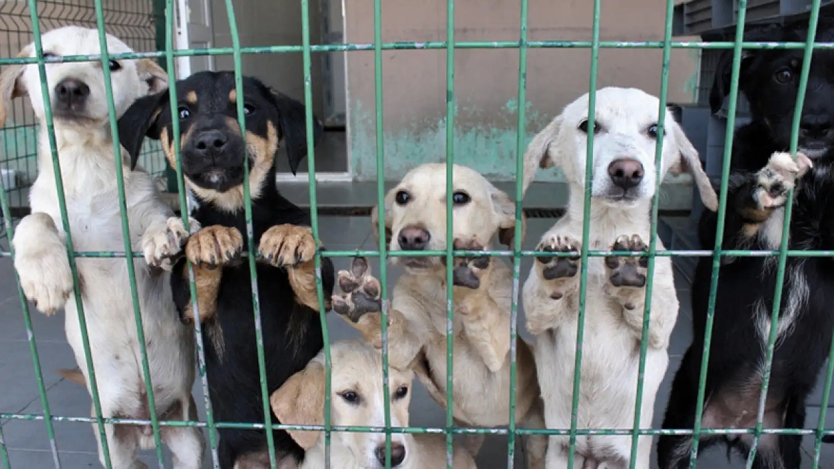 Konya'nın Bu İlçesine Hayvan Barınağı Yapılıyor