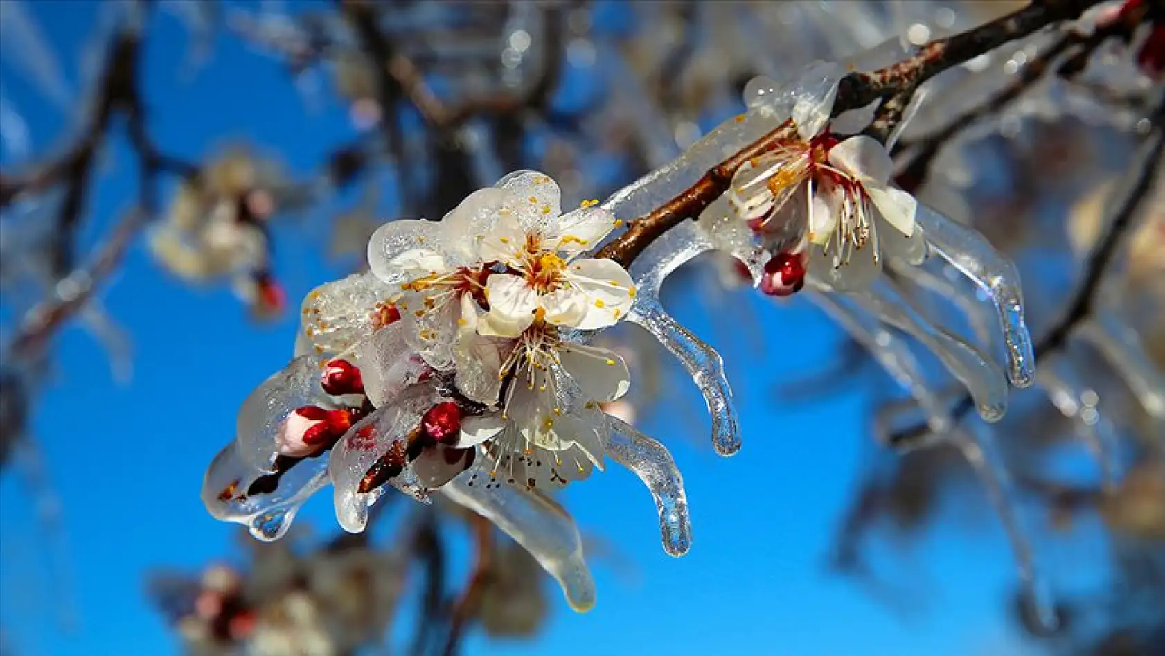Zirai don mağduru çiftçilere müjde: Destekleme ödemesi kapıda! Peki Konyalılar faydalanacak mı?