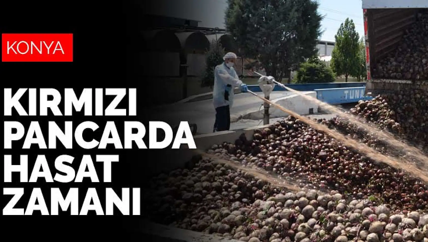 Konya'dan 25 ülkeye ihraç edilen kırmızı pancarda hasat zamanı