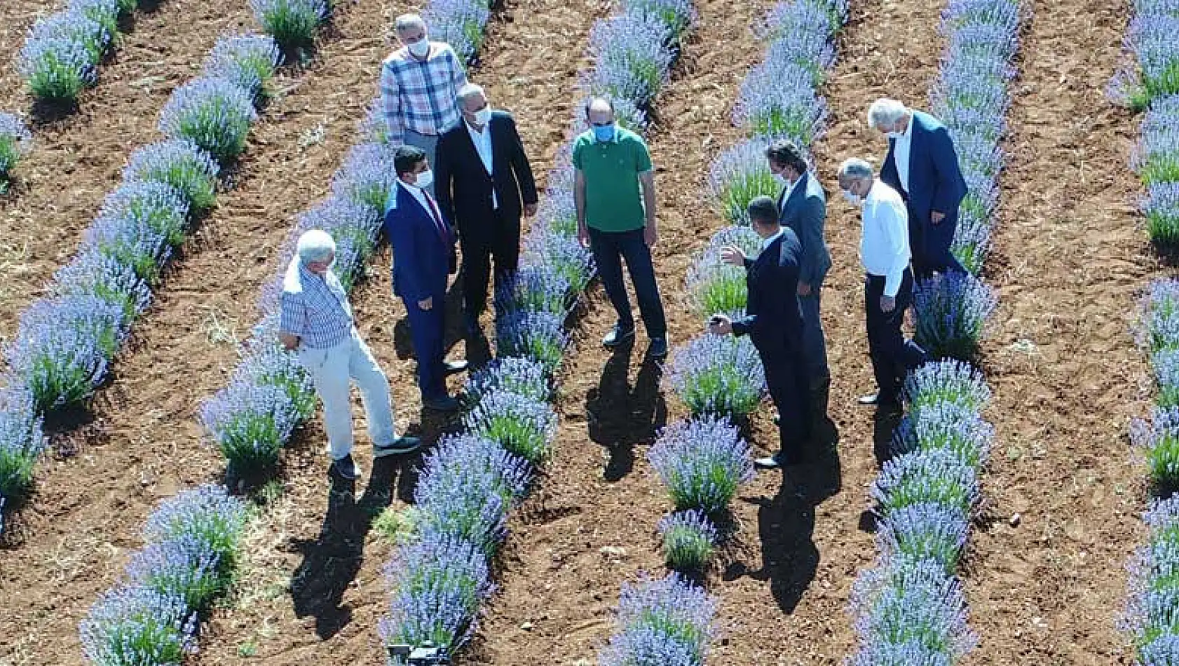 Tahıl ambarı Konya lavantanın da merkezi olacak