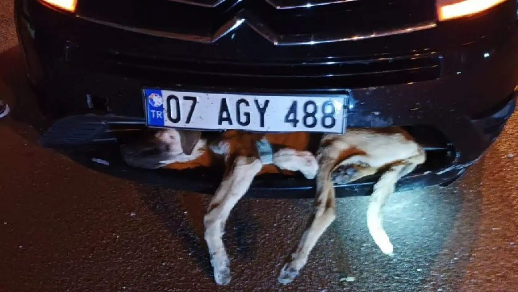 Aracın çarptığı köpek tampona sıkıştı