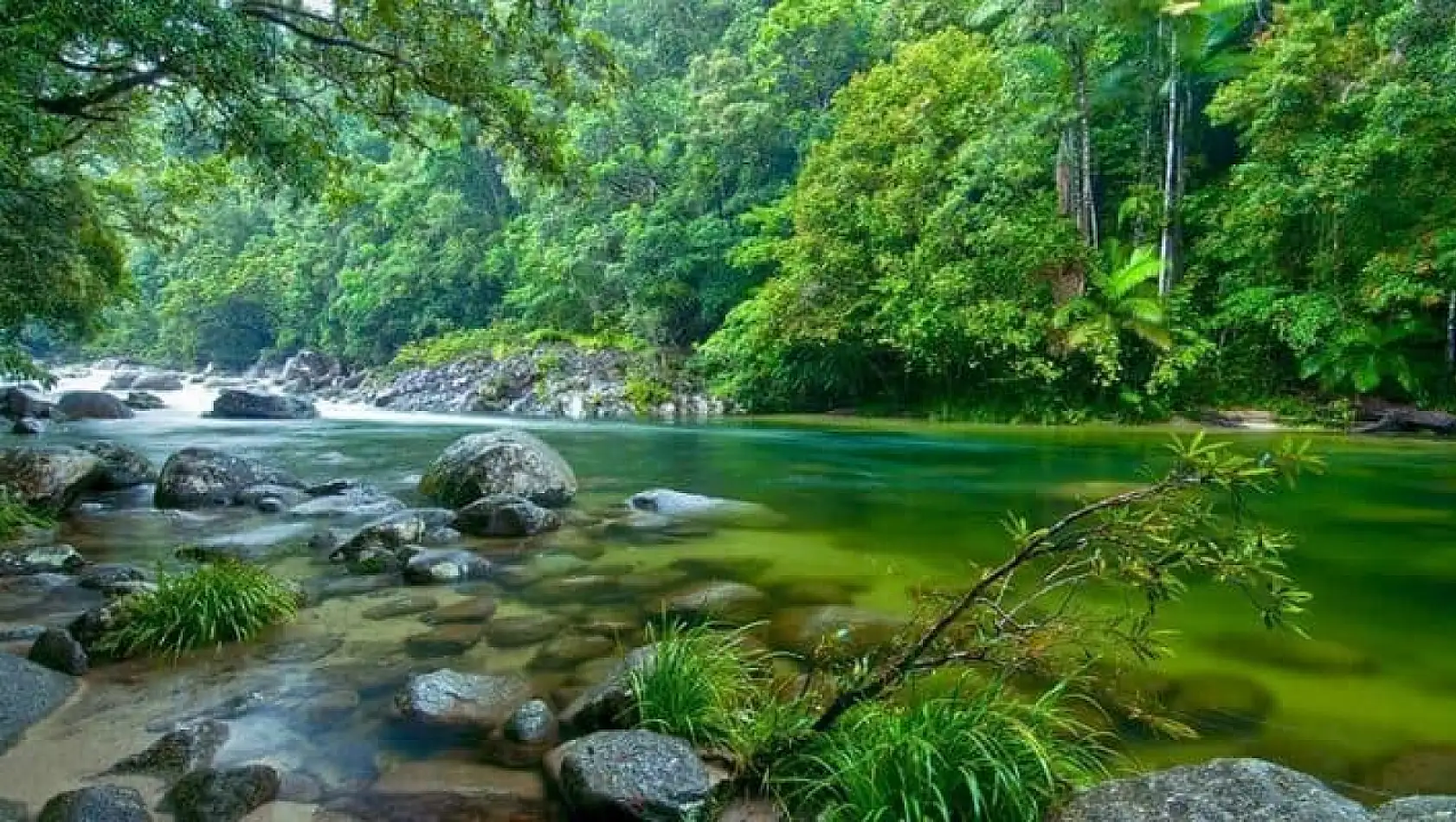 Avustralya'nın yeşil cenneti: Daintree yağmur ormanı