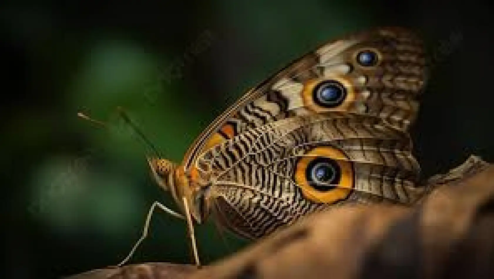 Bahar Gözlü Kelebeklerin Göz Kamaştırıcı Göçü: Doğanın Mucizesine Tanık Olun