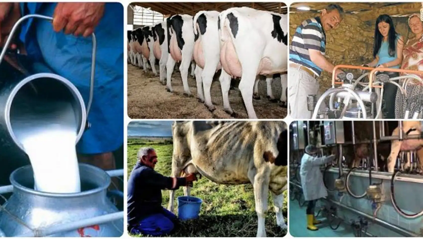 Bektaş: Süt üreticilerinin sorunları bitmiyor
