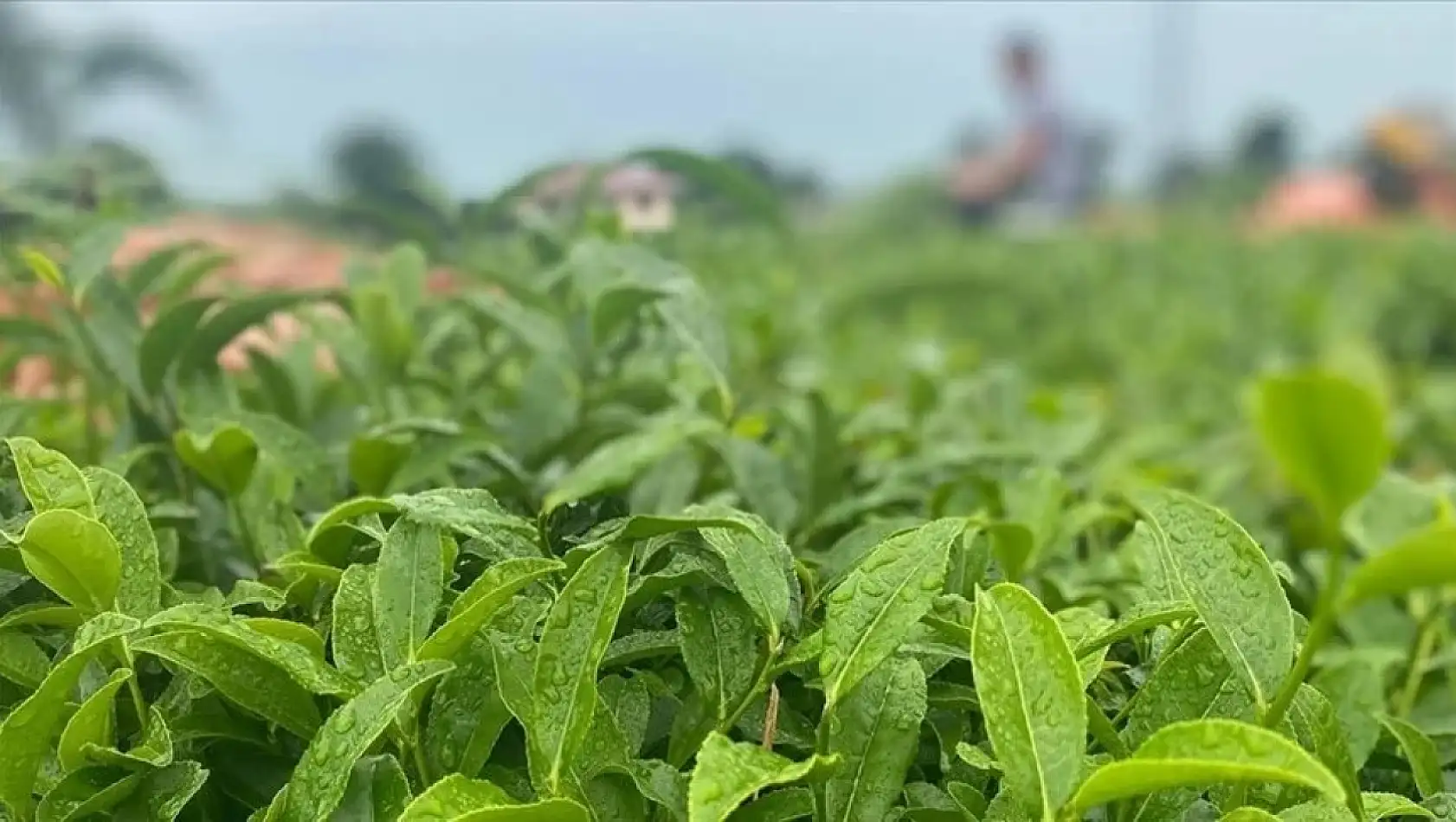 ÇAYKUR 3 günde 730 ton yaş çay aldı