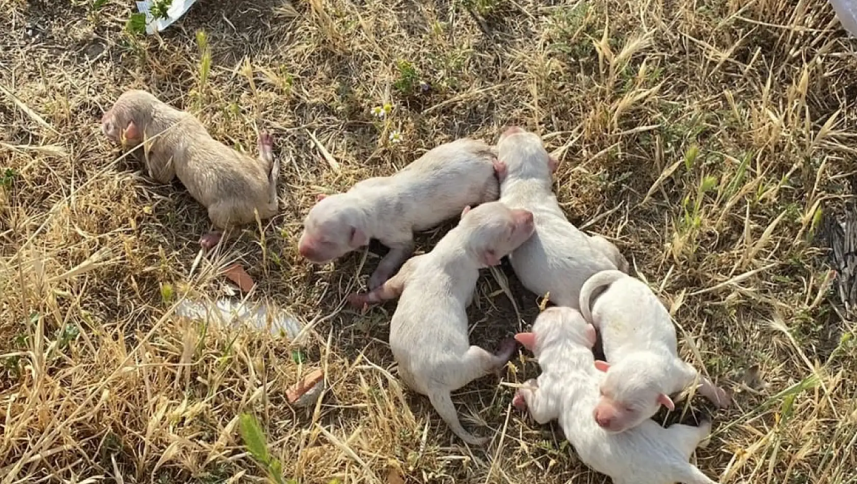 Çöp konteynerinde bulunan çuvaldan yavru köpekler çıktı