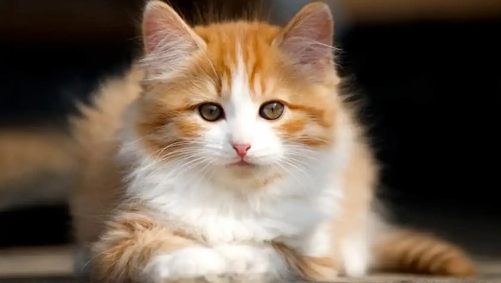 Cymric Kedi türü: Eşsiz görünümü ve sevecen kişiliğiyle tanışın