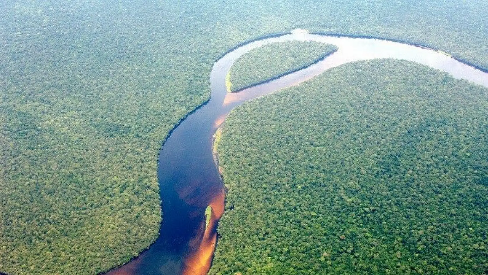 Doğanın Kalbi: Kongo Yağmur Ormanı'nı Koruma Çabaları