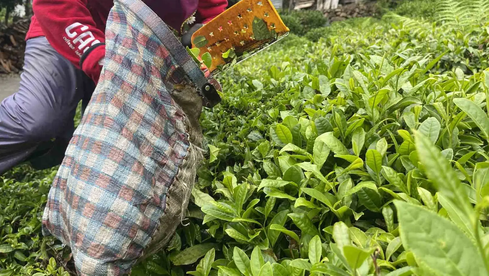 Doğu Karadeniz'de çay hasat sezonu başladı