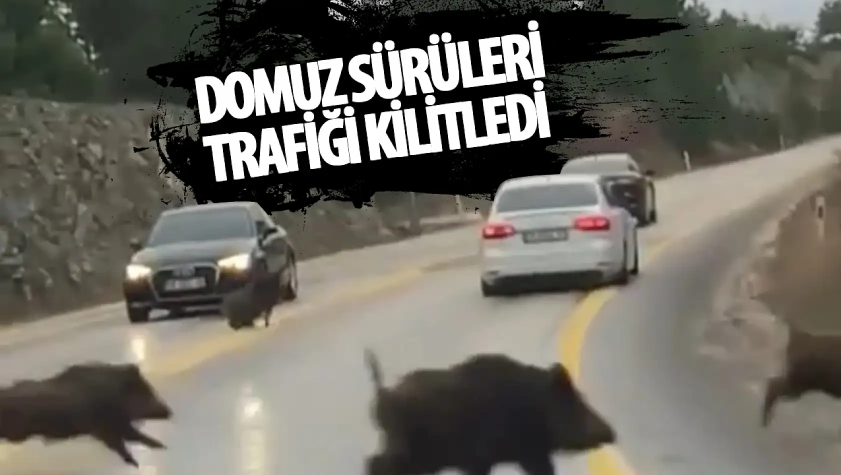 Domuz sürüleri karayoluna indi: Trafik kitlendi!