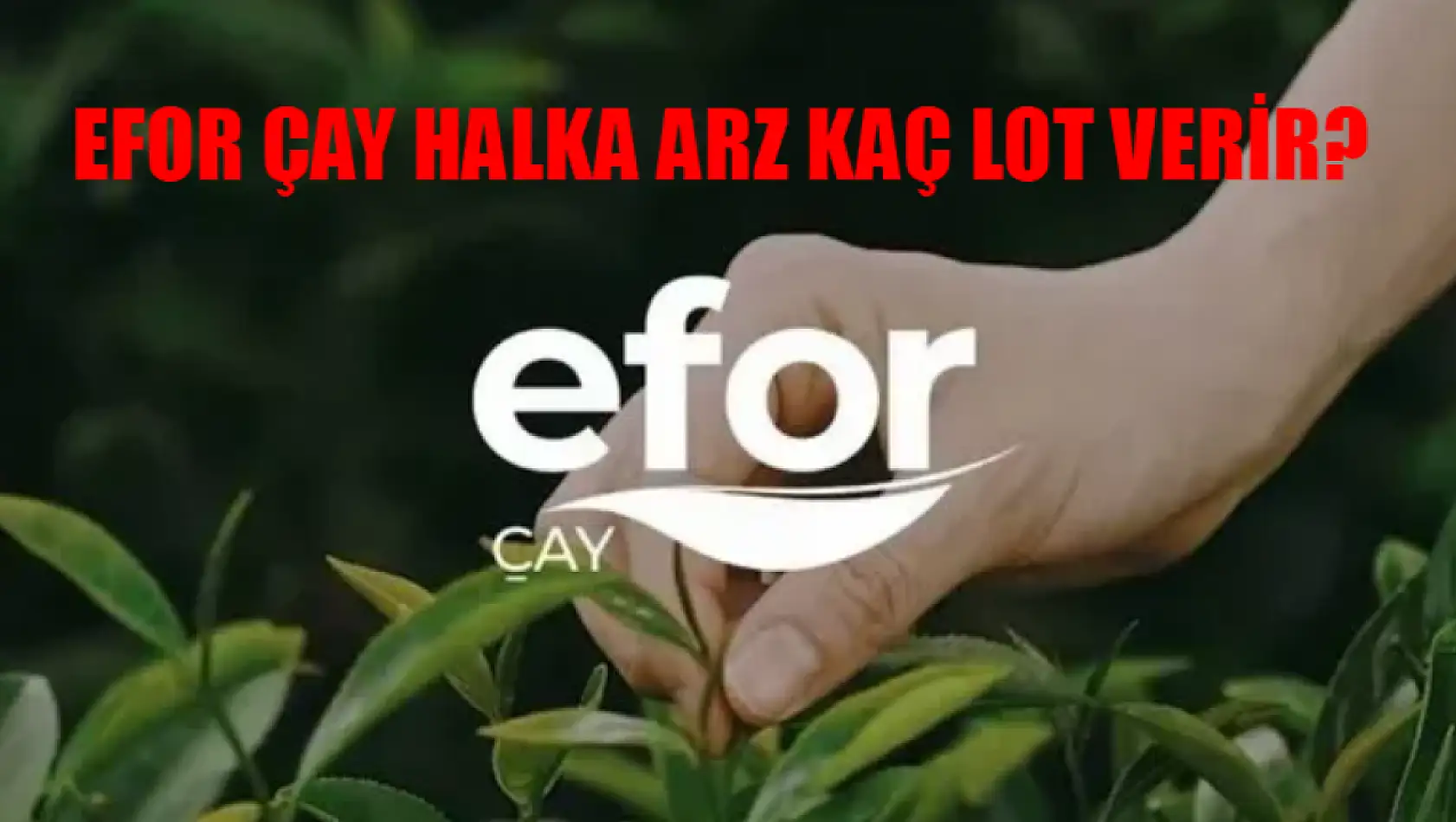 Efor Çay Katılım Endeksine Uygun Mu? Efor Çay Halka Arz Kaç Lot Verir? Efor Çay Hangi Bankalarda Var?