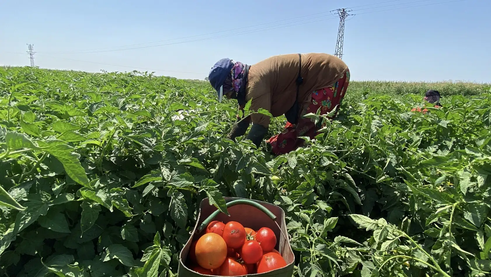 Türkiye'nin tescilli domatesi tezgahlara iniyor