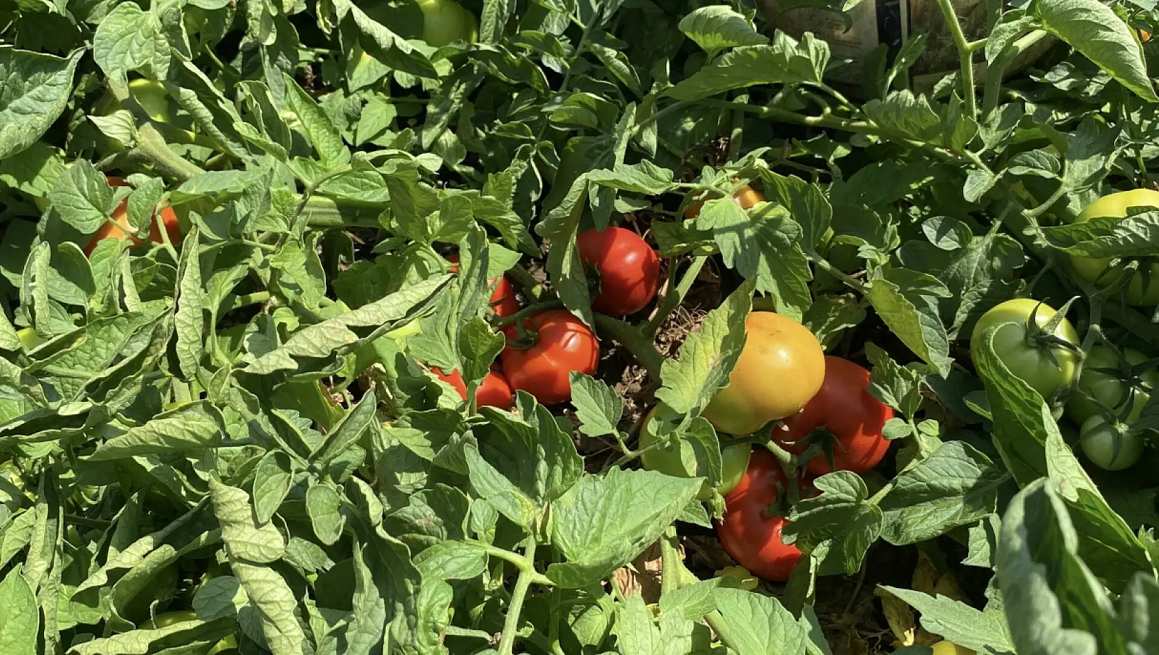 Türkiye'nin tescilli domatesi tezgahlara iniyor