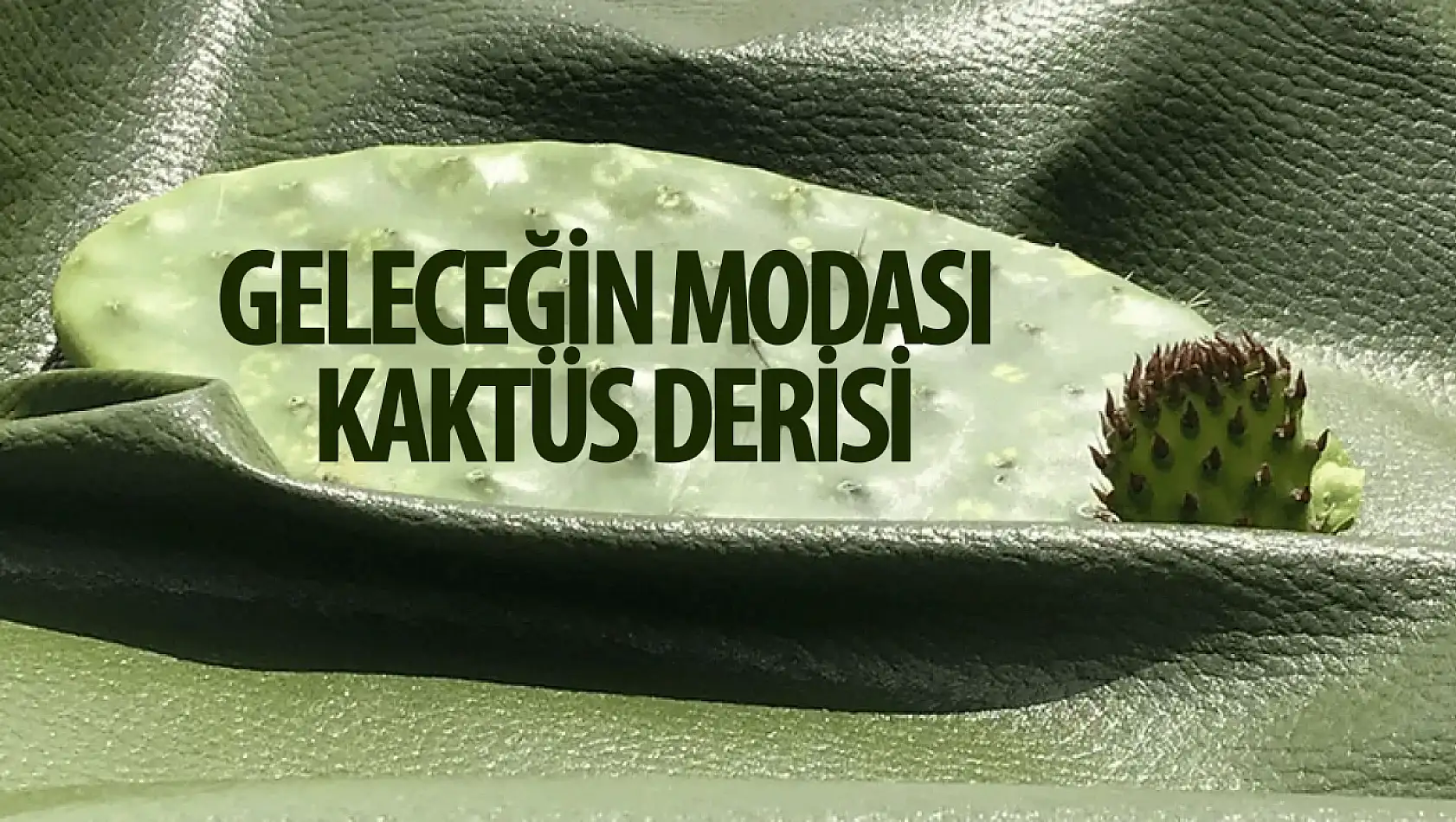 Geleceğin modası, kaktüs derisi!